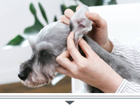 犬 耳 2.jpg